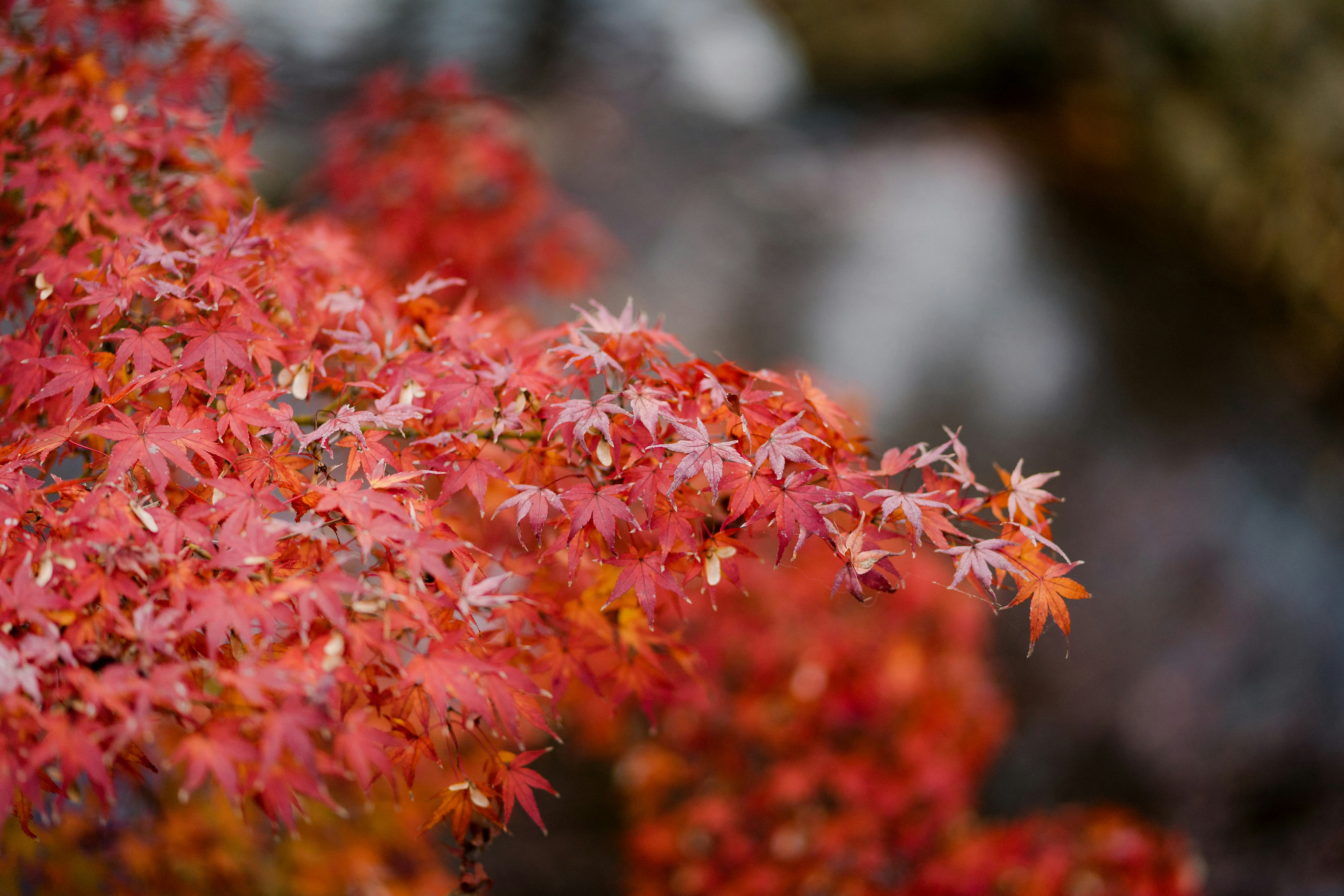 red leaf plant